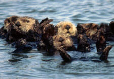 sea otter